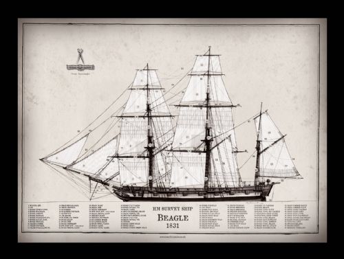 12) HM Survey Ship Beagle 1831 by Tony Fernandes - signed open print
